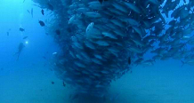 Όταν τα ψάρια… ερωτοτροπούν το θέαμα είναι εντυπωσιακό (βίντεο)
