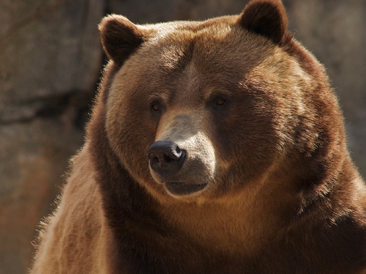 Φθιώτιδα: Αρκούδα επιτέθηκε σε 63χρονο βοσκό