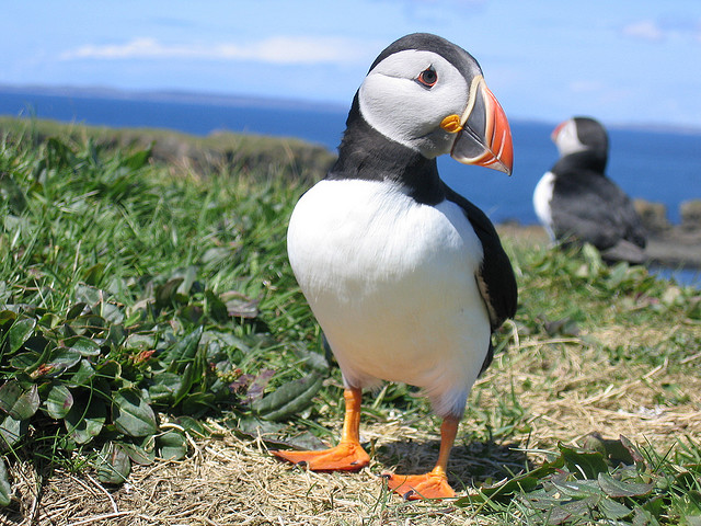 Puffin: Τα εξωτικά θαλασσοπούλια του βορρά (φωτό)