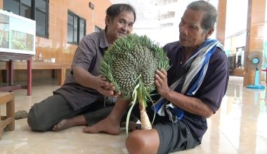 Βουδιστές μετέτρεψαν έναν κακοσχηματισμένο ανανά σε… αντικείμενο λατρείας! (βίντεο)