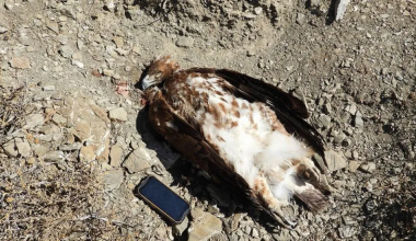Κρήτη: Τους χρυσαετούς έβαλαν στο στόχαστρο οι κυνηγοί – Ακόμα ένας νεκρός από σκάγια φυσιγγίου