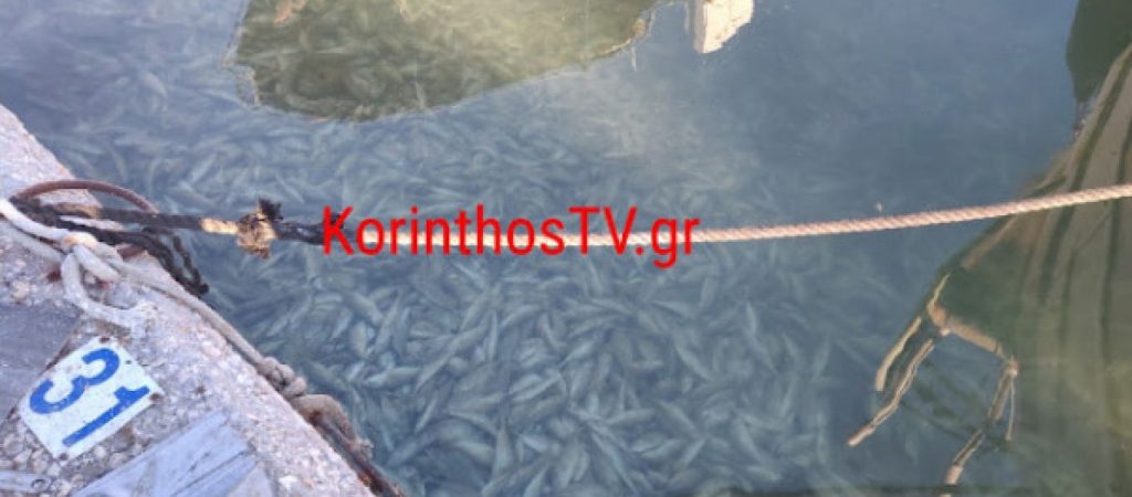 Γέμισε με νεκρά ψάρια το λιμάνι της Κορίνθου (φώτο-βίντεο)