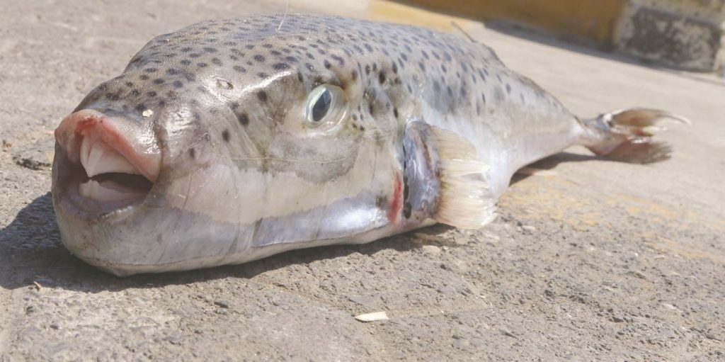 Τεράστιοι λαγοκέφαλοι στην Κρήτη – Τα τοξικά ψάρια εντοπίζονται πλέον σε βάθος 1,5 μέτρου στη θάλασσα