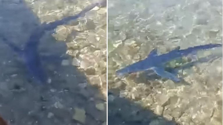 Γαλάζιος καρχαρίας έκοβε βόλτες στον Μύτικα Αιτωλοακαρνανίας (βίντεο)