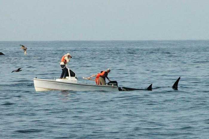 Ψαράδες στην Αιτωλοακαρνανία βρέθηκαν σε απόσταση δύο μέτρων από καρχαρία 