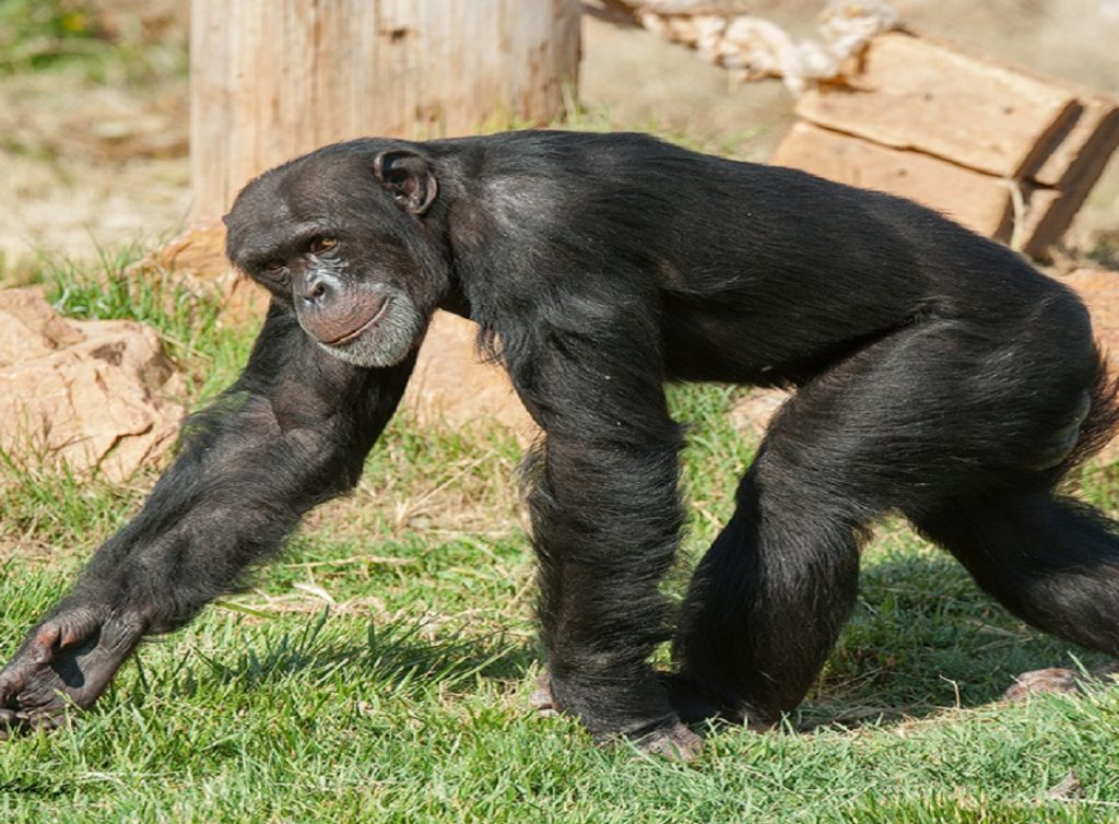 Αττικό Ζωολογικό Πάρκο: Έντονες αντιδράσεις στο Twitter για τη θανάτωση του χιμπατζή – «Να κλείσει τώρα»