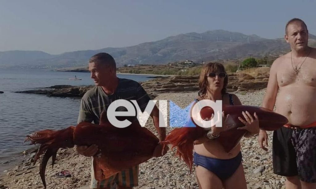 Απίστευτη ψαριά στην Εύβοια: Έπιασαν καλαμάρια 15 κιλών στην Κάρυστο! (φώτο)