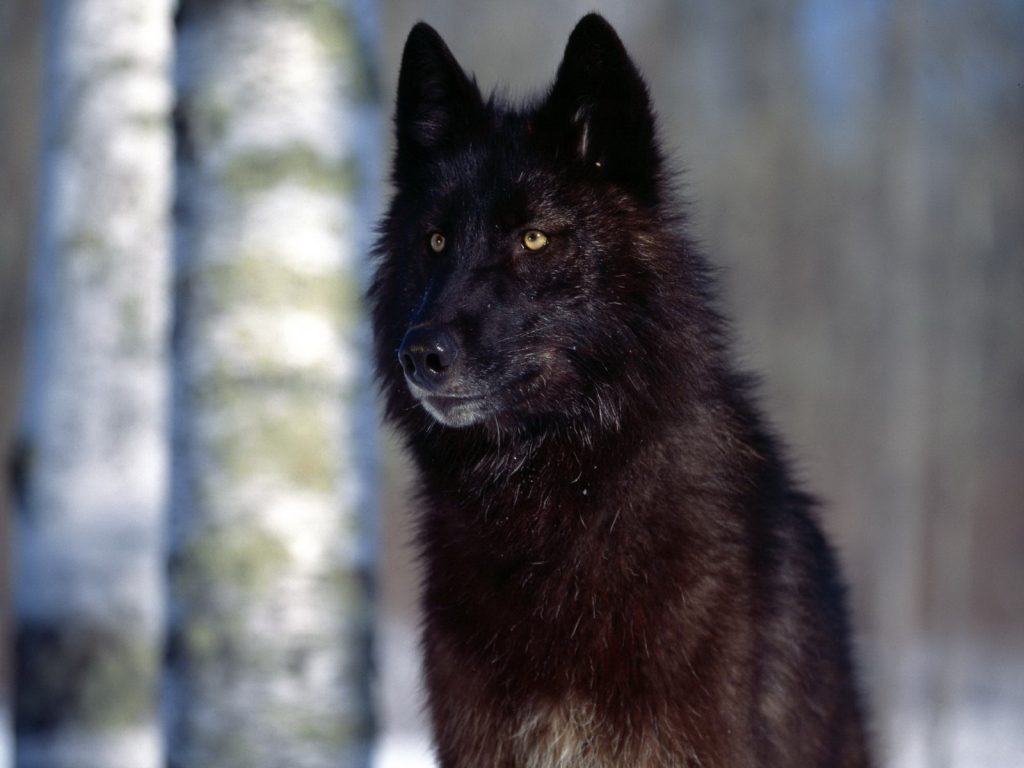 Έρευνα: Πώς μια επιδημία οδήγησε στην αύξηση των μαύρων λύκων