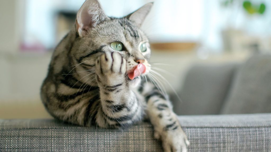 Νέα μελέτη: Οι γάτες «ξέρουν» πότε τους μιλάει ο ιδιοκτήτης τους