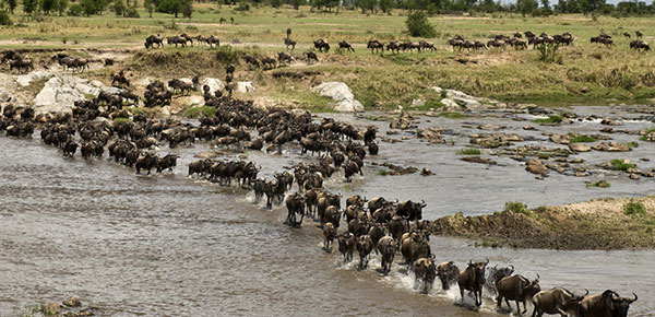 Εντυπωσιακό βίντεο: Η στιγμή που 1,5 εκατομμύριο άγρια ζώα διασχίζουν ποτάμι!