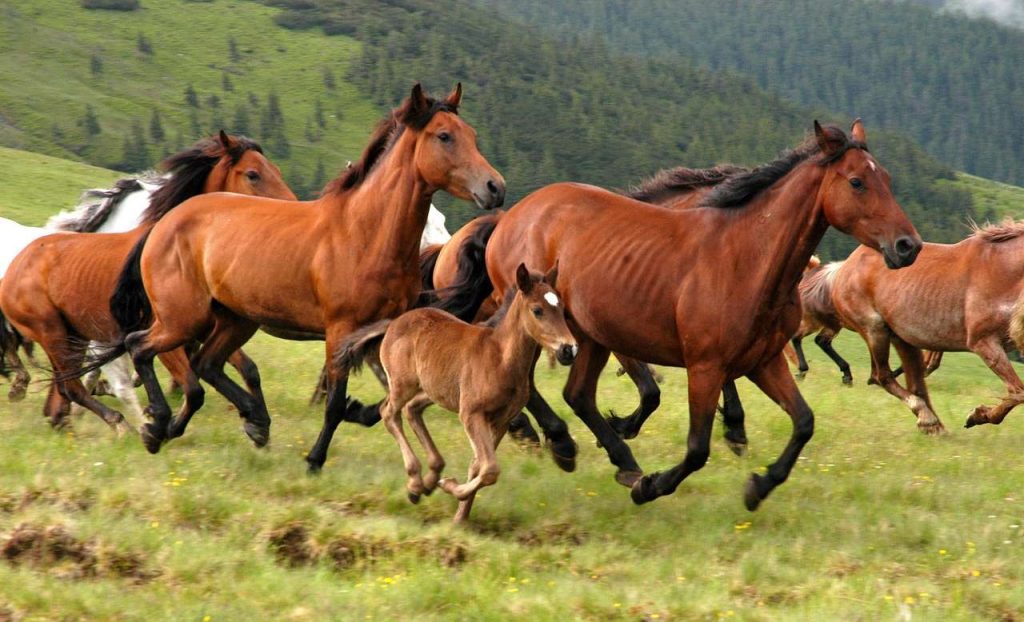 Πυροβόλησαν και σκότωσαν άγρια άλογα στον κάμπο της Λεπενούς στην Αιτωλοακαρνανία