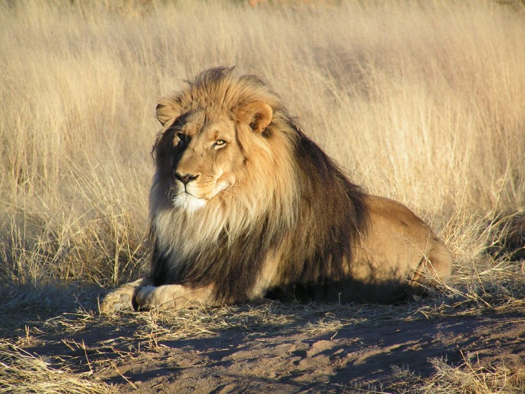 Αυστραλία: Πέντε λιοντάρια δραπέτευσαν από τον ζωολογικό κήπο Ταρόνγκα του Σίδνεϊ