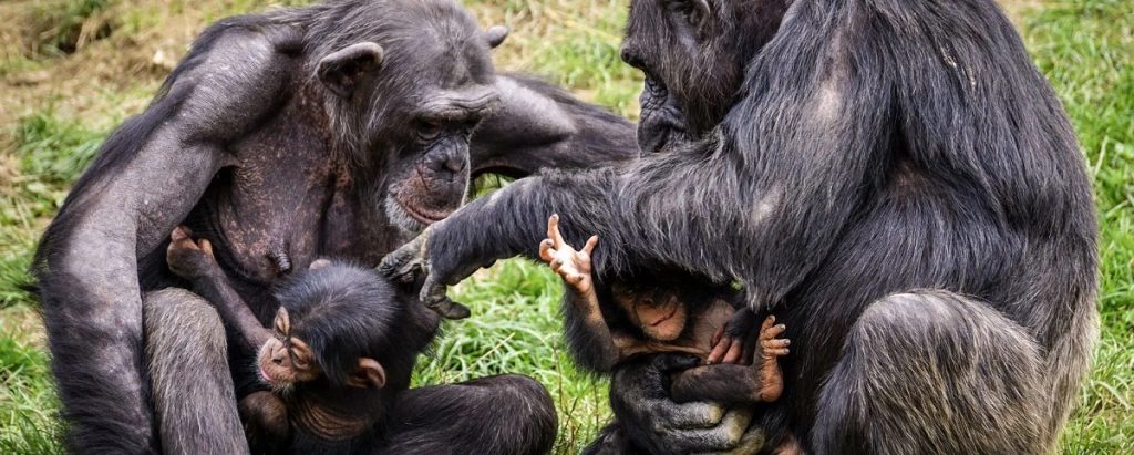 Συγκινητική εικόνα: Μαμά-χιμπατζής ξανασμίγει με το μωρό της δύο μέρες μετά την καισαρική (βίντεο)