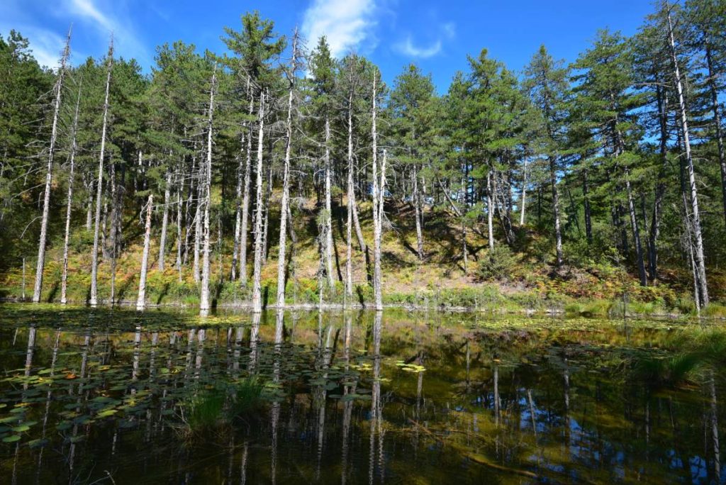 Η παραμυθένια «λίμνη με τα νούφαρα» στο Ζαγόρι – Μέσα σε καταπράσινο δάσος