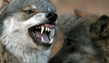 Σε απόγνωση οι κυνηγοί στην Αλεξανδρούπολη: Λύκοι έστησαν ενέδρα και κατασπάραξαν κυνηγόσκυλα