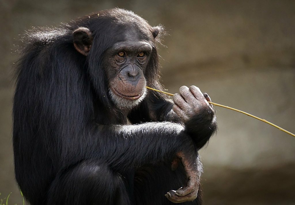 Νέα έρευνα: Οι χιμπατζήδες και οι άνθρωποι στην εφηβεία μοιράζονται παρόμοια «προβλήματα»