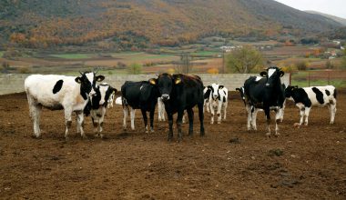 Τρεις «σούπερ αγελάδες» που παράγουν πολύ περισσότερο γάλα κλωνοποίησε η Κίνα