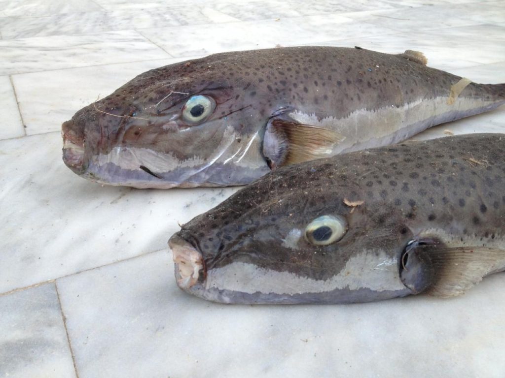 Τα νέα είδη ψαριών που εγκαταστάθηκαν στις ελληνικές θάλασσες – Τι απέγιναν οι μωβ μέδουσες