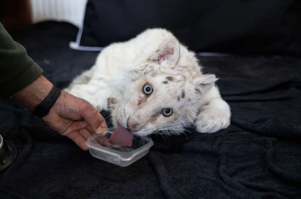 Αττικό Πάρκο: 12 κτηνίατροι θα δώσουν «μάχη» για το λευκό τιγράκι που βρέθηκε στα σκουπίδια