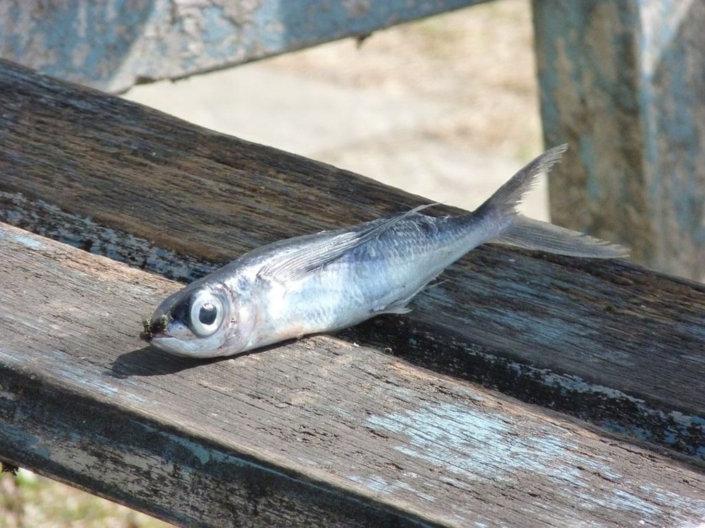 Γέμισε νεκρά ψάρια η λίμνη Κερκίνη – Στάλθηκαν δείγματα στην αρμόδια κτηνιατρική υπηρεσία (βίντεο)