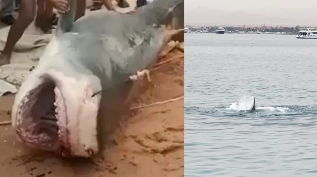 Αίγυπτος: Έπιασαν τον καρχαρία «δολοφόνο» που κατασπάραξε τον 23χρονο Ρώσο (βίντεο)