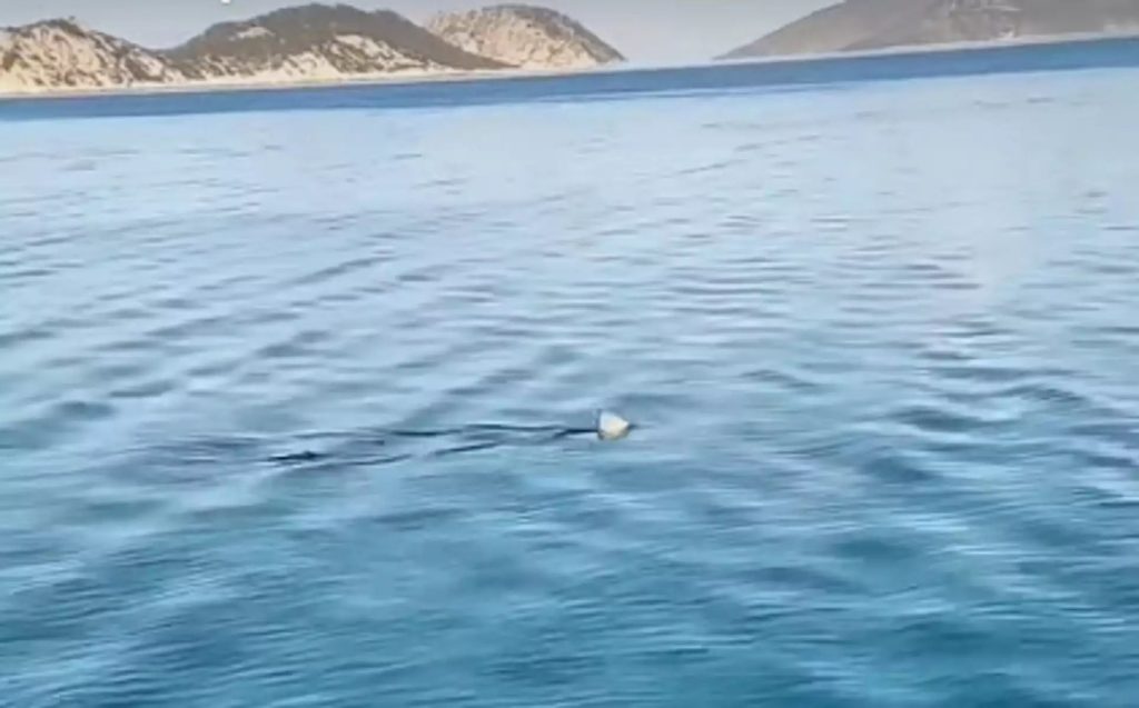 Καρχαρίας εμφανίστηκε στον Κορινθιακό Κόλπο – Έκανε βόλτες στα ρηχά (βίντεο)
