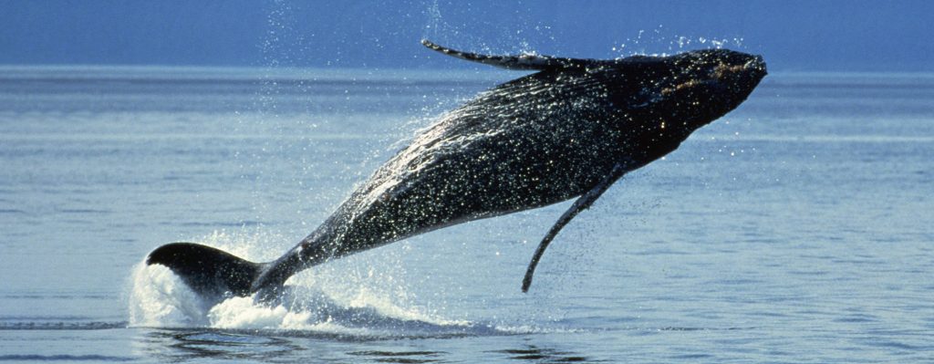 Σωτηρία για τις φάλαινες από την Ισλανδία: Η κυβέρνηση αναστέλλει την αλιεία μέχρι τα τέλη Αυγούστου