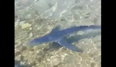 Καρχαρίας «κόβει» βόλτες έξω από το λιμάνι της Ζακύνθου (βίντεο)