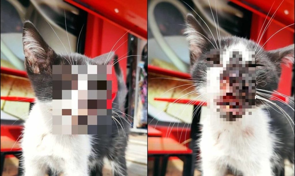 Σκληρές εικόνες: Κλότσησε γατάκι δύο μηνών και αποκολλήθηκε η κάτω γνάθος