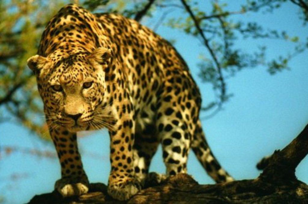 Αφρική: Η στιγμή που λεοπάρδαλη δέχεται επίθεση από 50 μπαμπουίνους – Θα καταφέρει να σωθεί; (βίντεο)