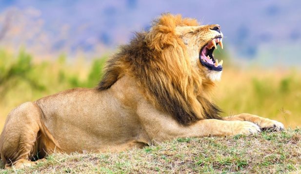 Αφρική: Λιοντάρι κατασπάραξε άνδρα ενώ έκανε νυχτερινή βόλτα