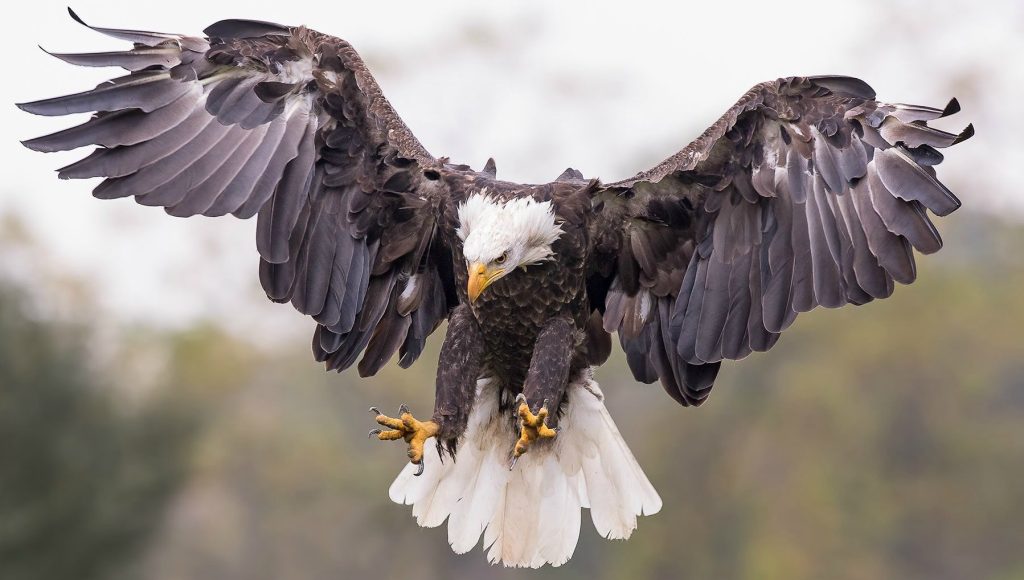 Μετά έγινε… συνεπιβάτης: Η στιγμή που αετός πετάει σε απόσταση «αναπνοής» από «παρά πέντε» (βίντεο)
