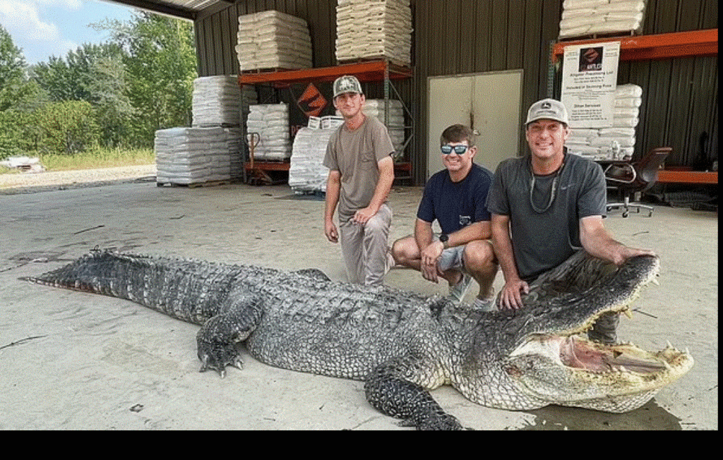 ΗΠΑ: Έπιασαν γιγαντιαίο αλιγάτορα 360 κιλών – «Μοιάζει με δεινόσαυρο» (φωτό)