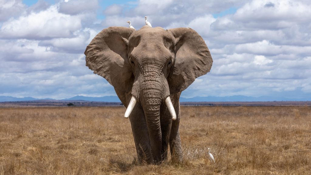 Σπουδαία ανακάλυψη στην Κένυα: Οι ελέφαντες φωνάζουν ο ένας τον άλλο με το «όνομά» τους!