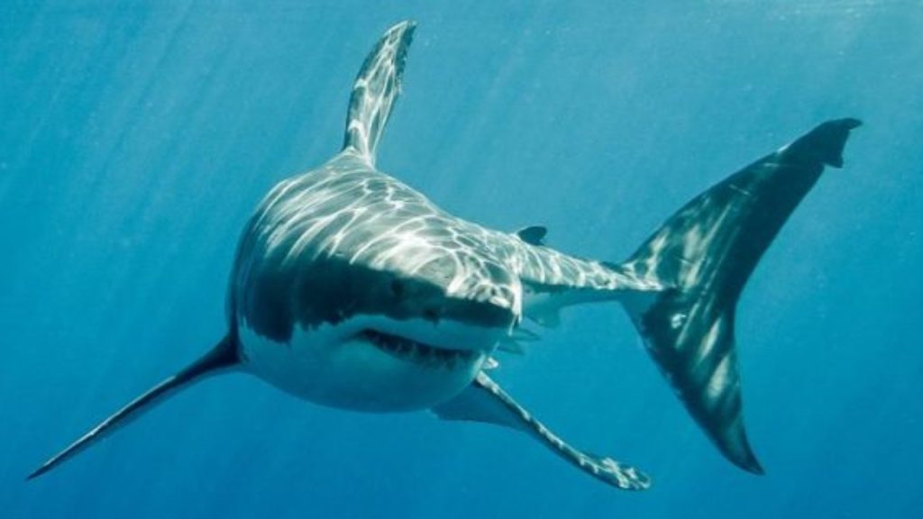 Φλόριντα: Η στιγμή που καρχαρίας κυνηγά εκατοντάδες σαλάχια στα ανοιχτά των ακτών του νησιού Άννα Μαρία (βίντεο)