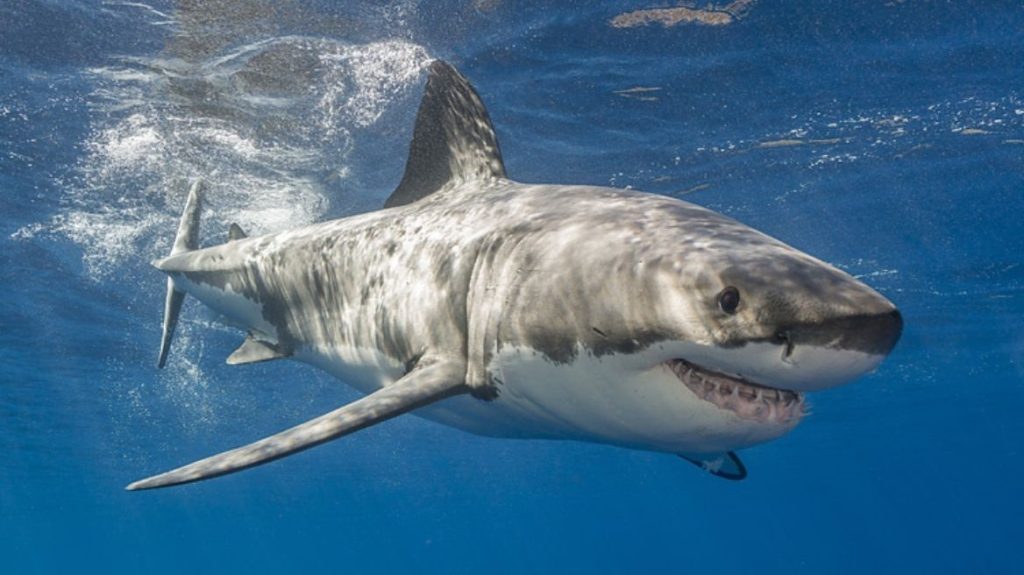 Αυστραλία: Καρχαρίας επιτέθηκε σε 64χρονη μπροστά σε πανικόβλητους λουόμενους – Δείτε βίντεο