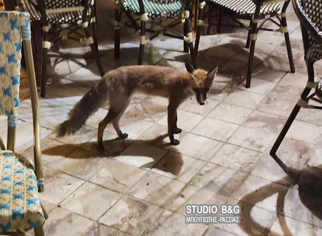 Ναύπλιο: Αλεπού εθεάθη να… «βολτάρει» ανάμεσα στις καφετέριες της πλατείας Συντάγματος (φώτο-βίντεο)