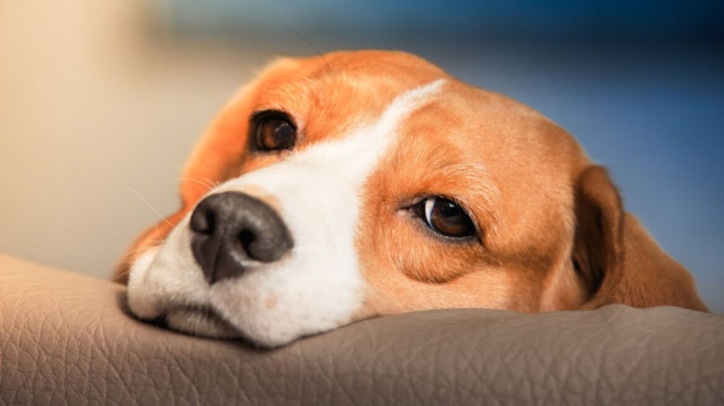 Έχετε αναρωτηθεί; – Μπορούν τα σκυλιά να έχουν σχιζοφρένεια;