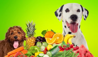 Αυτά είναι τα φρούτα που μπορεί να καταναλώσει ο σκύλος σας