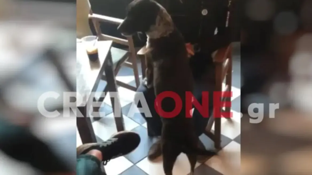 Κρήτη: Η αντίδραση ενός σκύλου όταν ακούει το σάλπισμα για την έπαρση σημαίας (βίντεο)