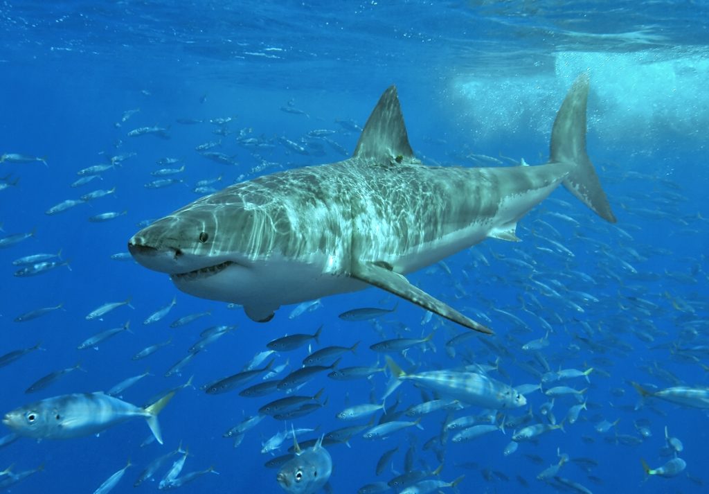 Αυστραλία: Λευκός καρχαρίας βγήκε στην ακτή της Νέας Νότιας Ουαλίας (βίντεο)