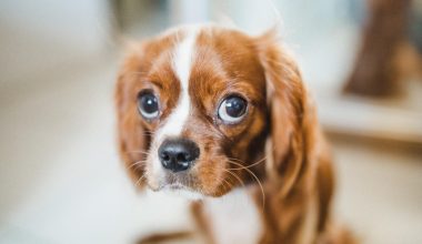Έχετε αναρωτηθεί; – Για ποιο λόγο έχουν μουστάκια τα σκυλιά;