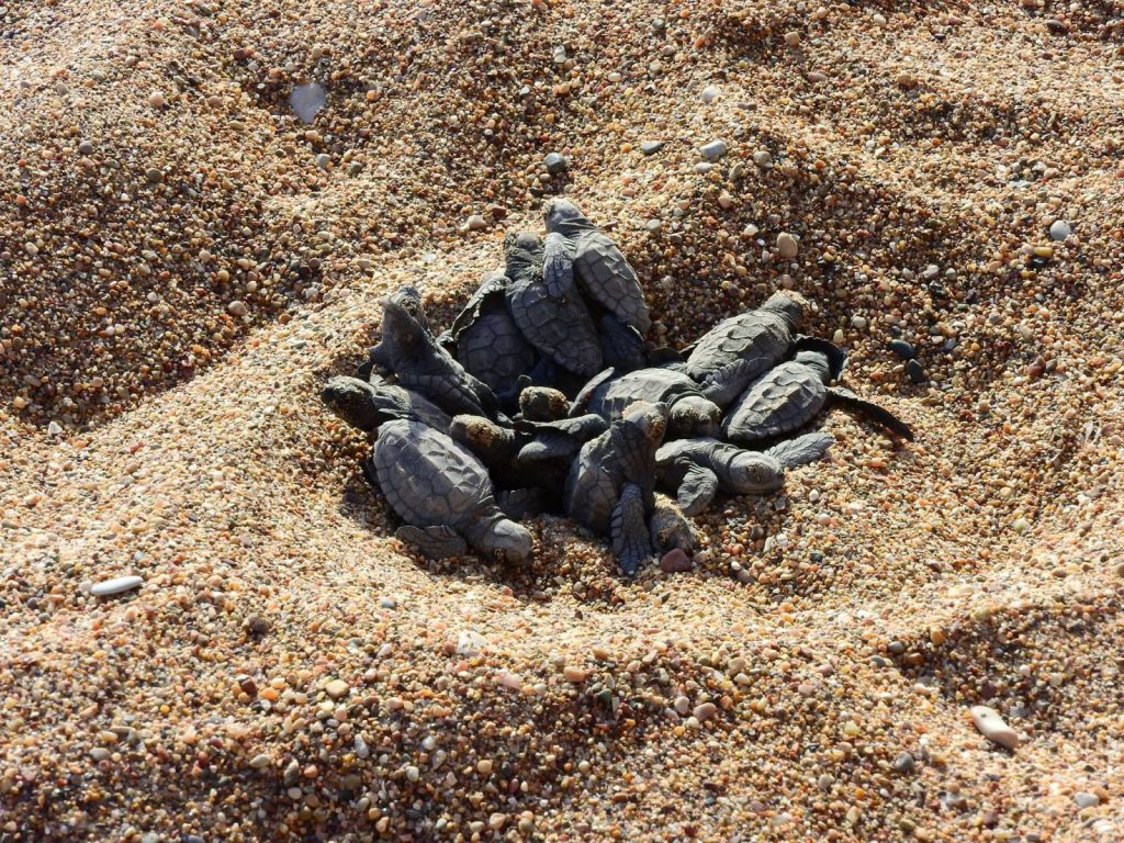 Η στιγμή που εκατοντάδες μικρά χελωνάκια μπαίνουν για πρώτη φορά στη θάλασσα (βίντεο)