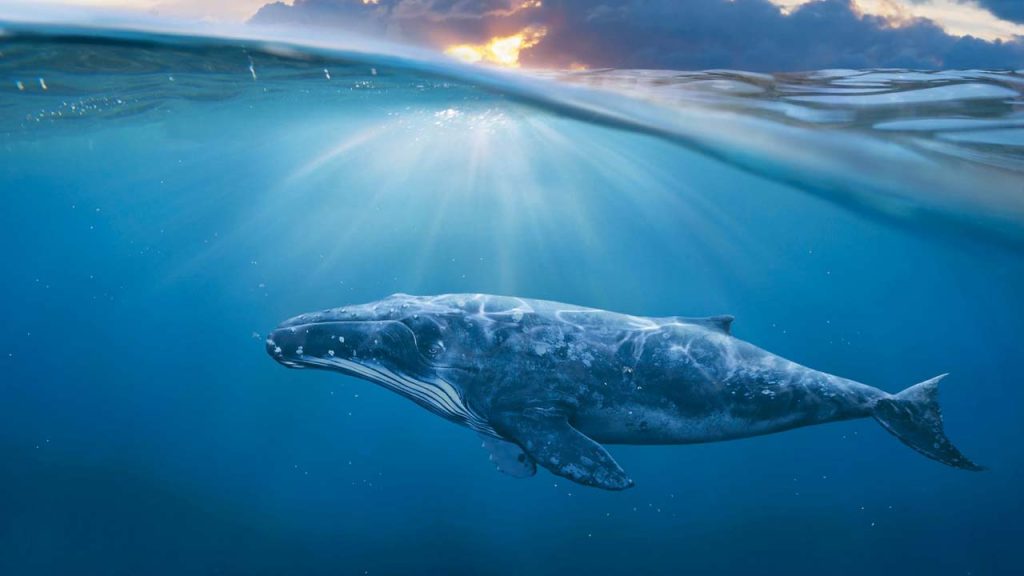 Βίντεο: Δύτης κολυμπά δίπλα από μία… φάλαινα