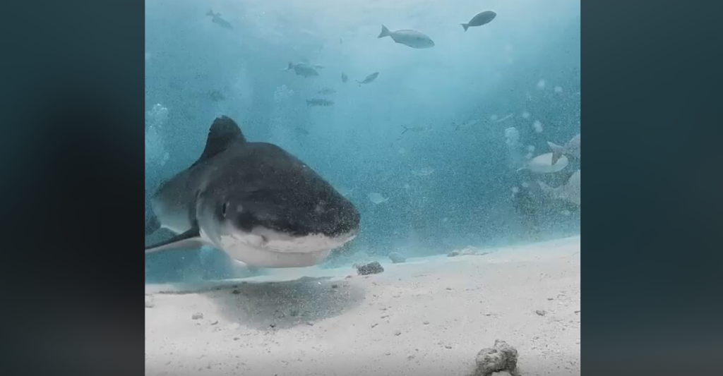 Σοκαριστικό βίντεο: Κάμερα κατέγραψε το εσωτερικό του στόματος ενός καρχαρία