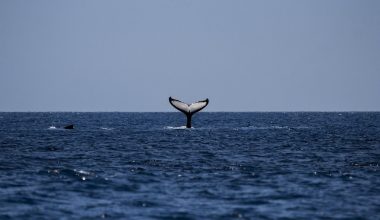 Βίντεο ντοκουμέντο: Φάλαινα εμφανίστηκε σε παραλία της Εύβοιας 