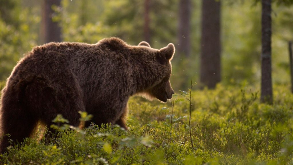 Γρεβένα: Αρκούδα πέθανε από δηλητηριασμένα δολώματα [φωτο]