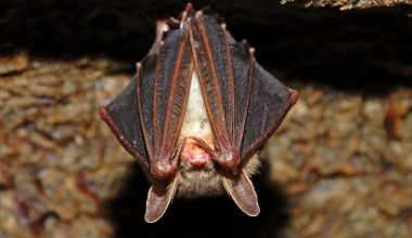 Νυχτερίδες: Αυτός είναι ο λόγος που κρέμονται ανάποδα