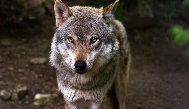 Είναι αλήθεια ότι οι λύκοι ουρλιάζουν στο φεγγάρι;