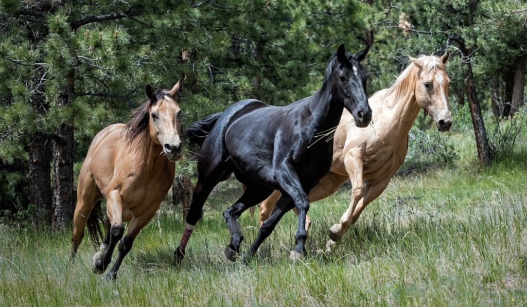 Έβρος: Ποιοι είναι οι λόγοι που όδηγησαν στον θάνατο τα άλογα της περιοχής